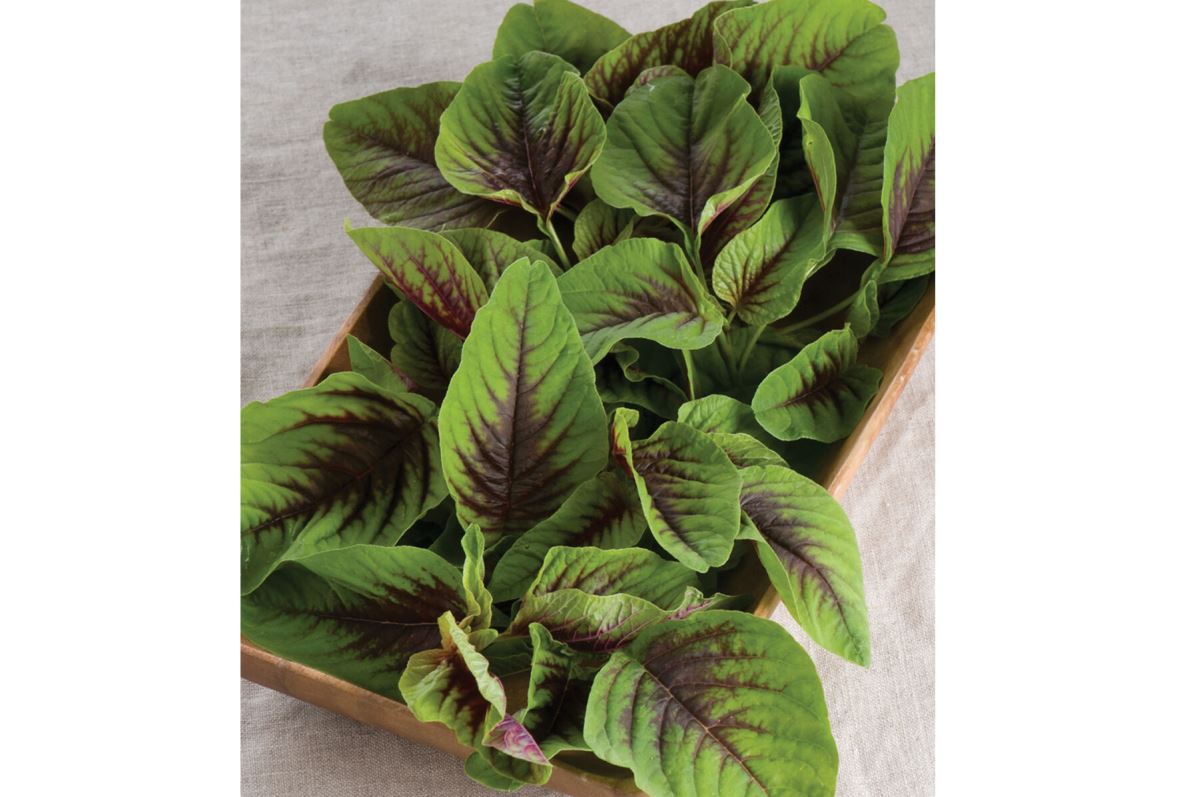 Red Leaf Vegetable Amaranth – Green Seed